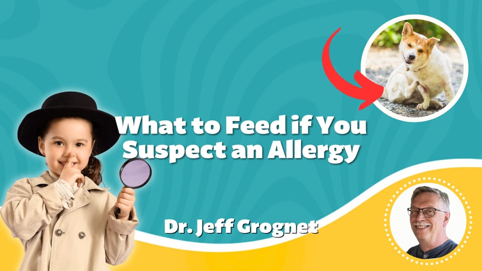 What to Feed if You Suspect an Allergy