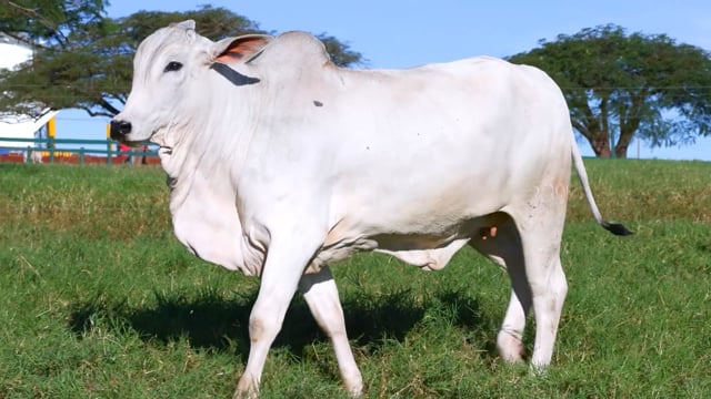 Lote 44