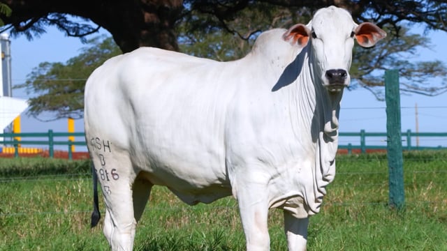 Lote 46