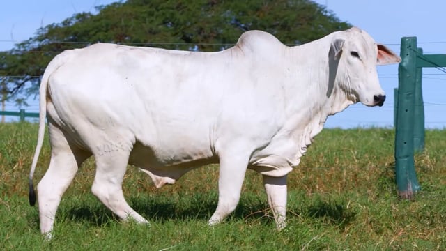 Lote 51