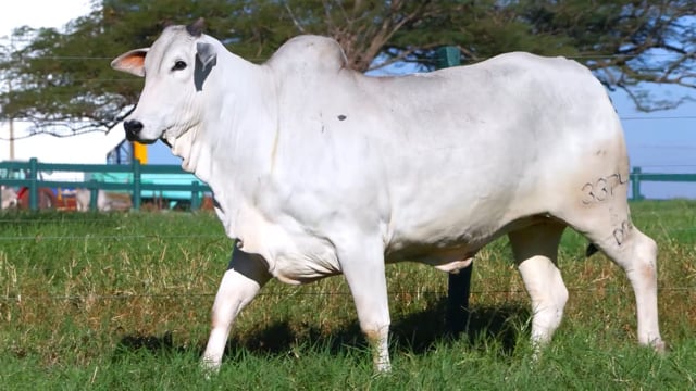 Lote 54