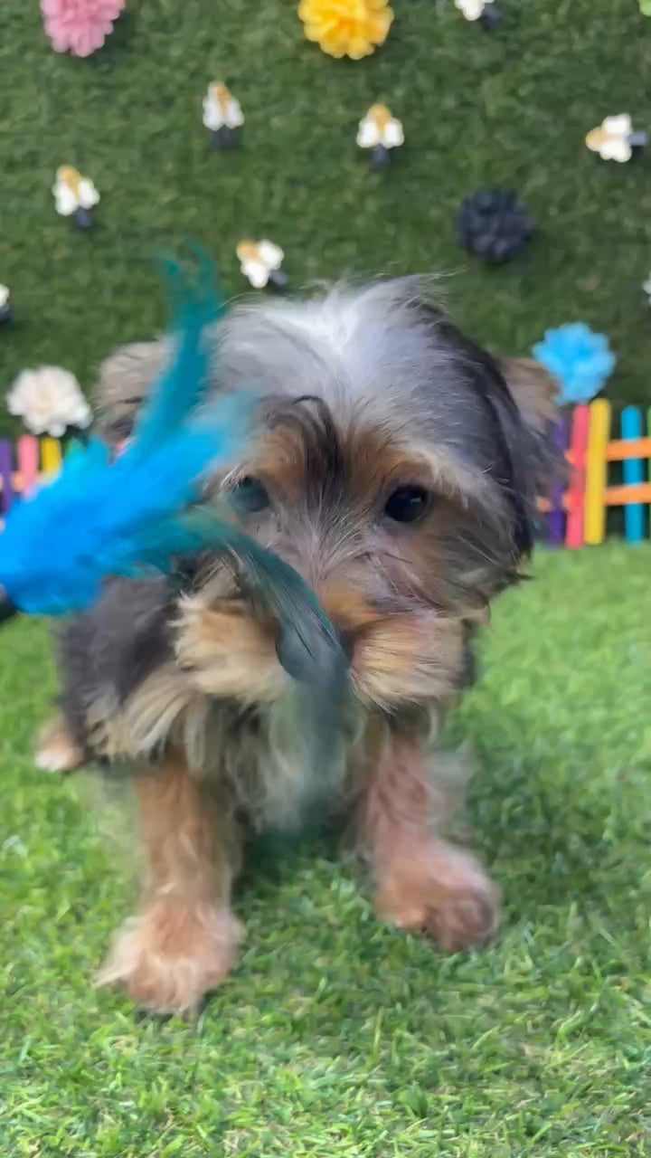 Male Yorkie puppy named Milo for sale at Puppy Dreams - Carrollton. video thumbnail