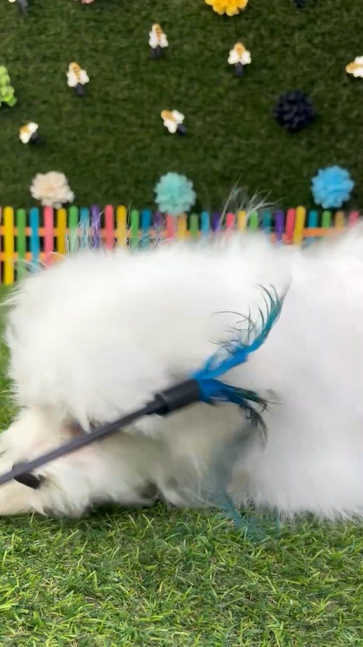 Male Pomachon puppy named Puff for sale at Puppy Dreams - Carrollton. video thumbnail
