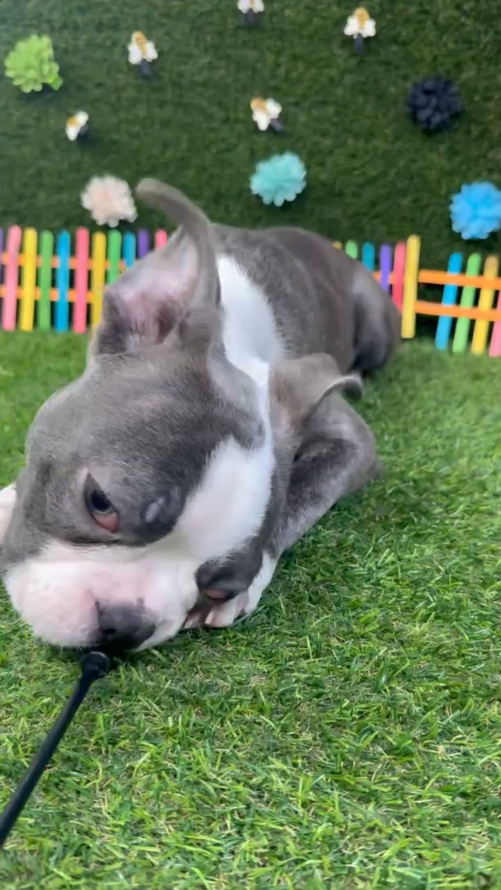 Male Frenchton puppy named Buster for sale at Puppy Dreams - Carrollton. video thumbnail