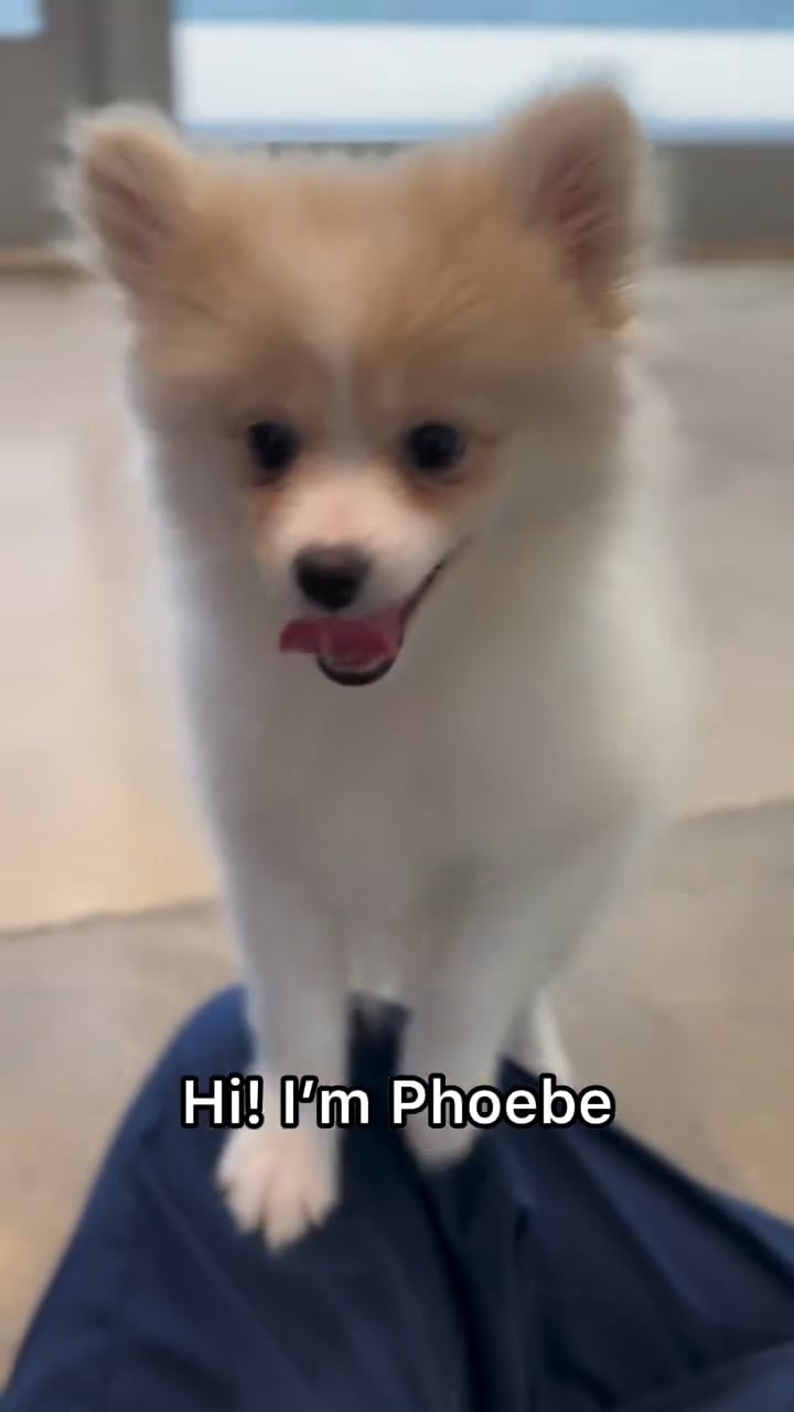 Female Pomeranian puppy named Phoebe for sale at The Puppy Palace CT. video thumbnail