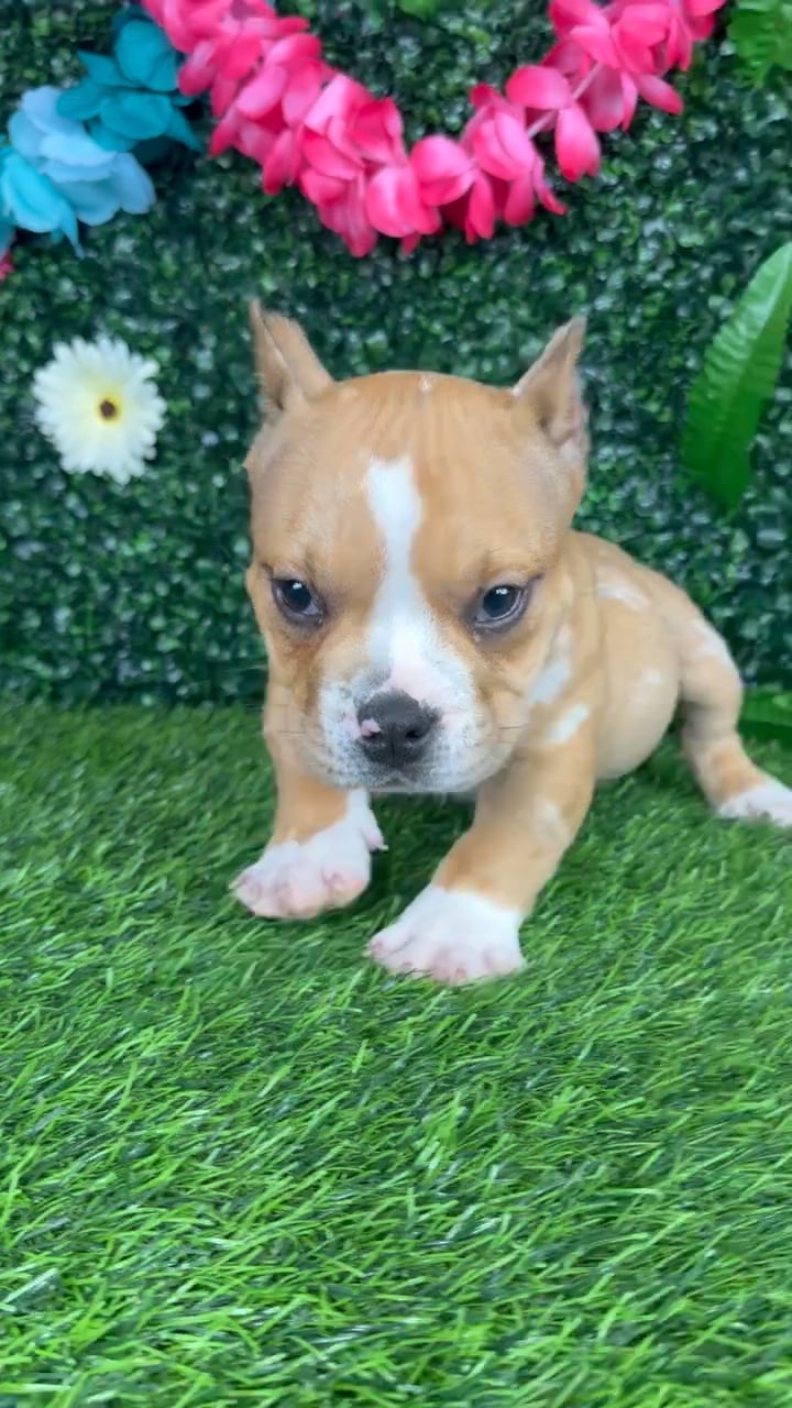 Male American Bully puppy named Haaland for sale at Puppy Dreams - Denton. video thumbnail
