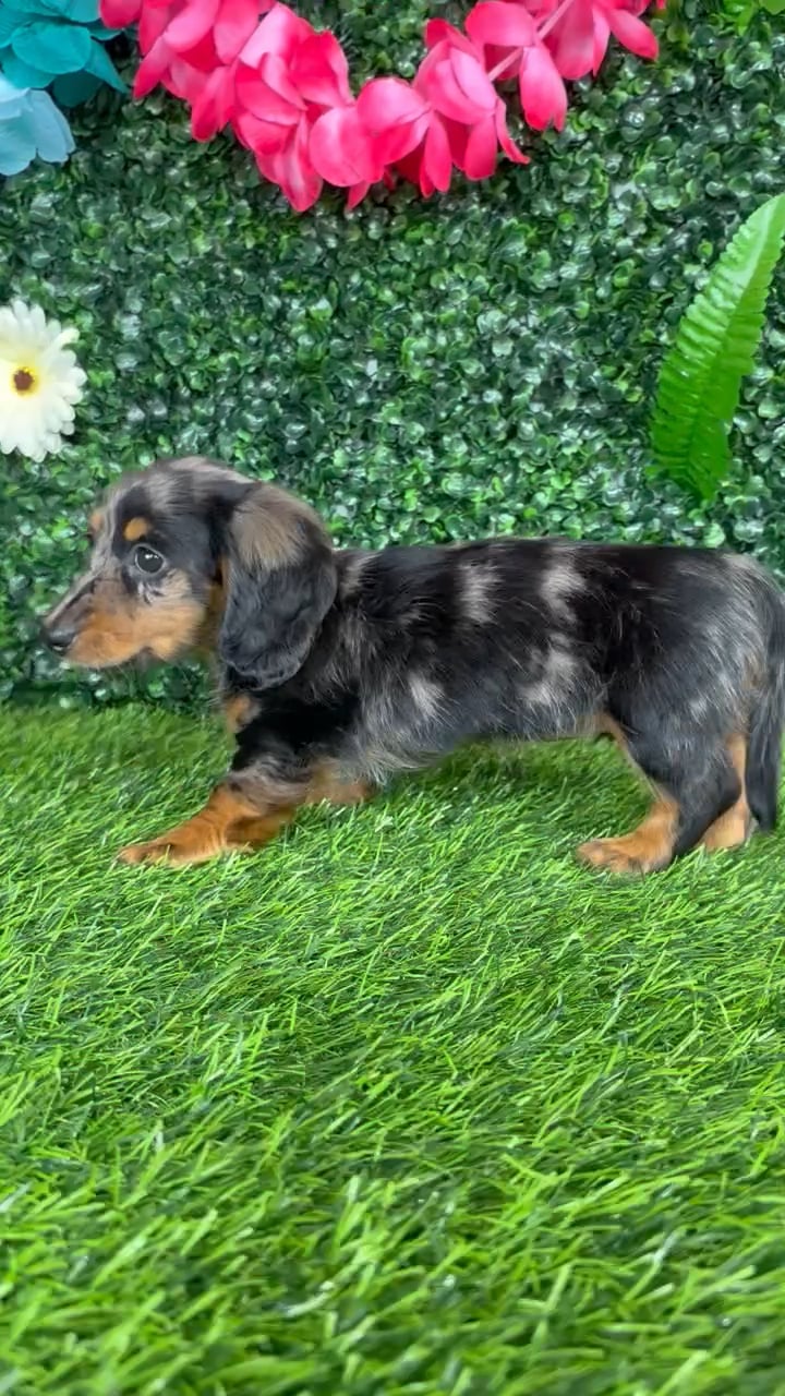 Female Dachshund puppy named Serena for sale at Puppy Dreams - Denton. video thumbnail