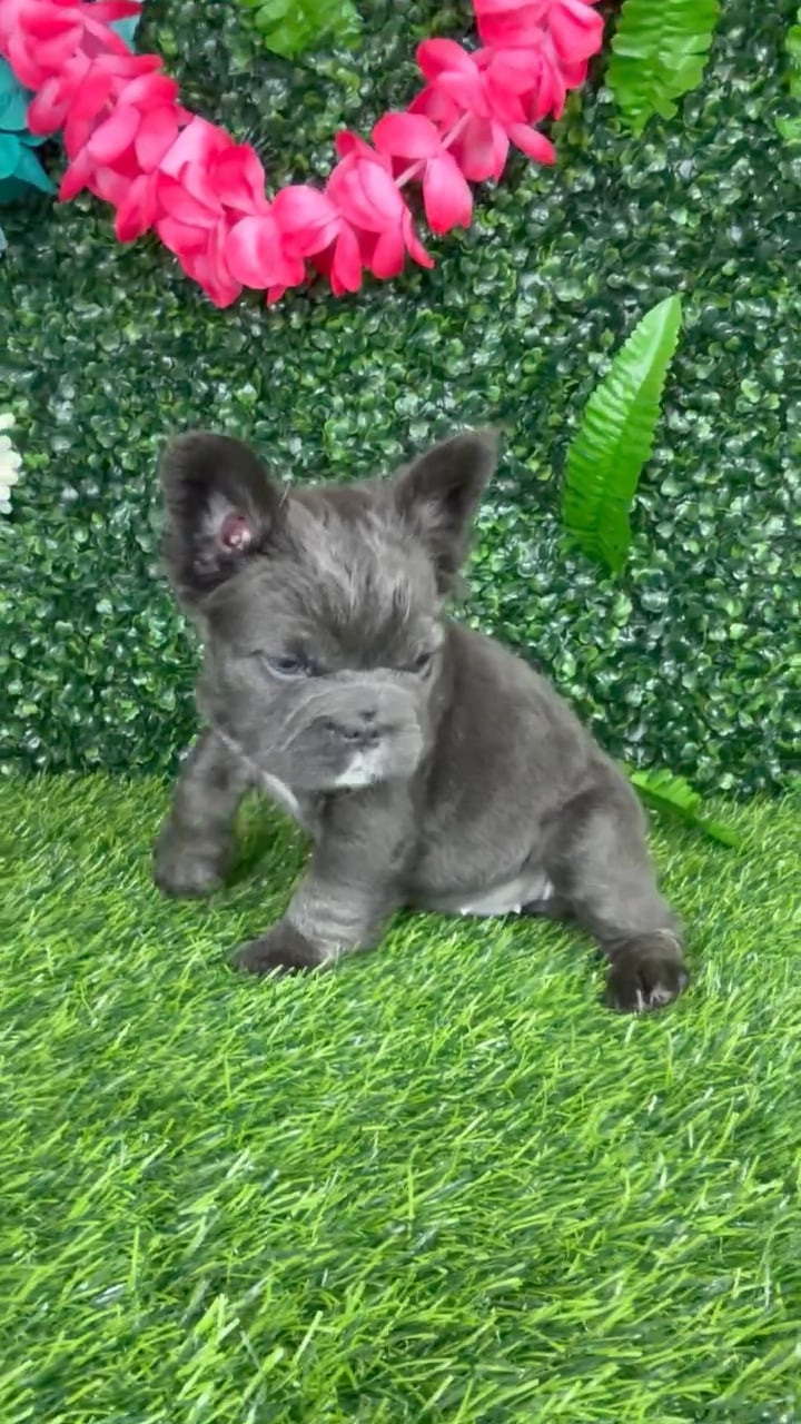 Female Fluffy French Bulldog puppy named Leah for sale at Puppy Dreams - Denton. video thumbnail