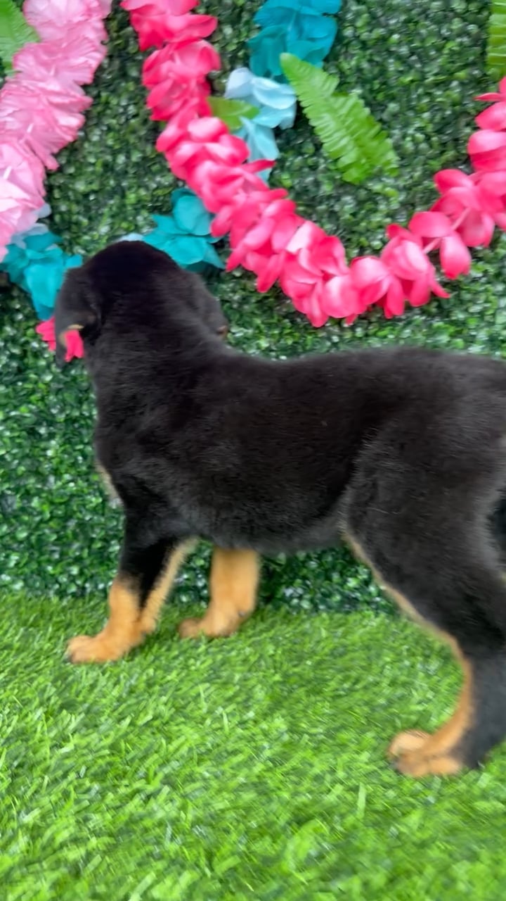 Male Rottweiler puppy named Ochoa for sale at Puppy Dreams - Denton. video thumbnail