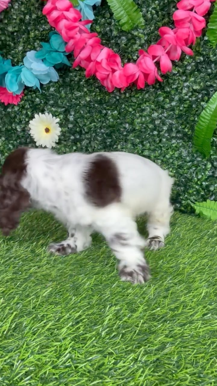 Female Cocker Spaniel puppy named Fifa for sale at Puppy Dreams - Denton. video thumbnail