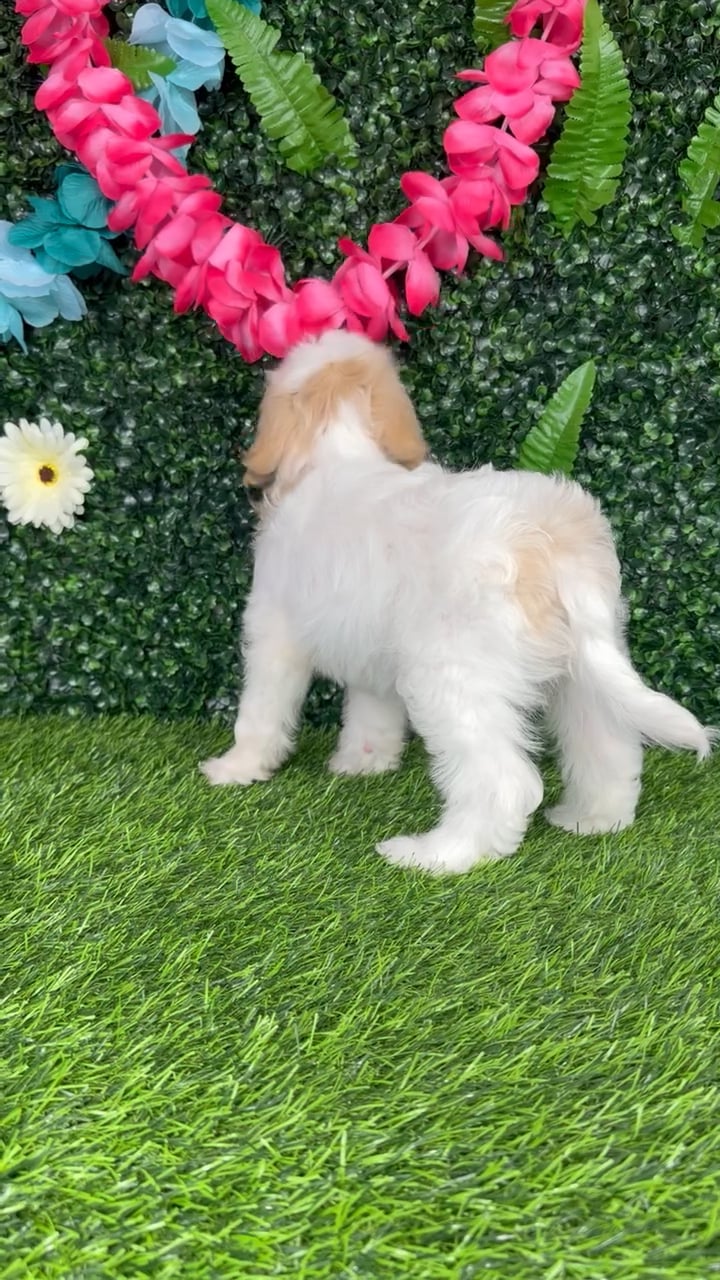 Female Cavachon puppy named Norway for sale at Puppy Dreams - Denton. video thumbnail