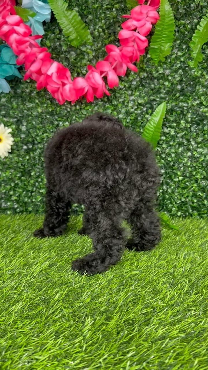 Female Mini Poodle puppy named England for sale at Puppy Dreams - Denton. video thumbnail