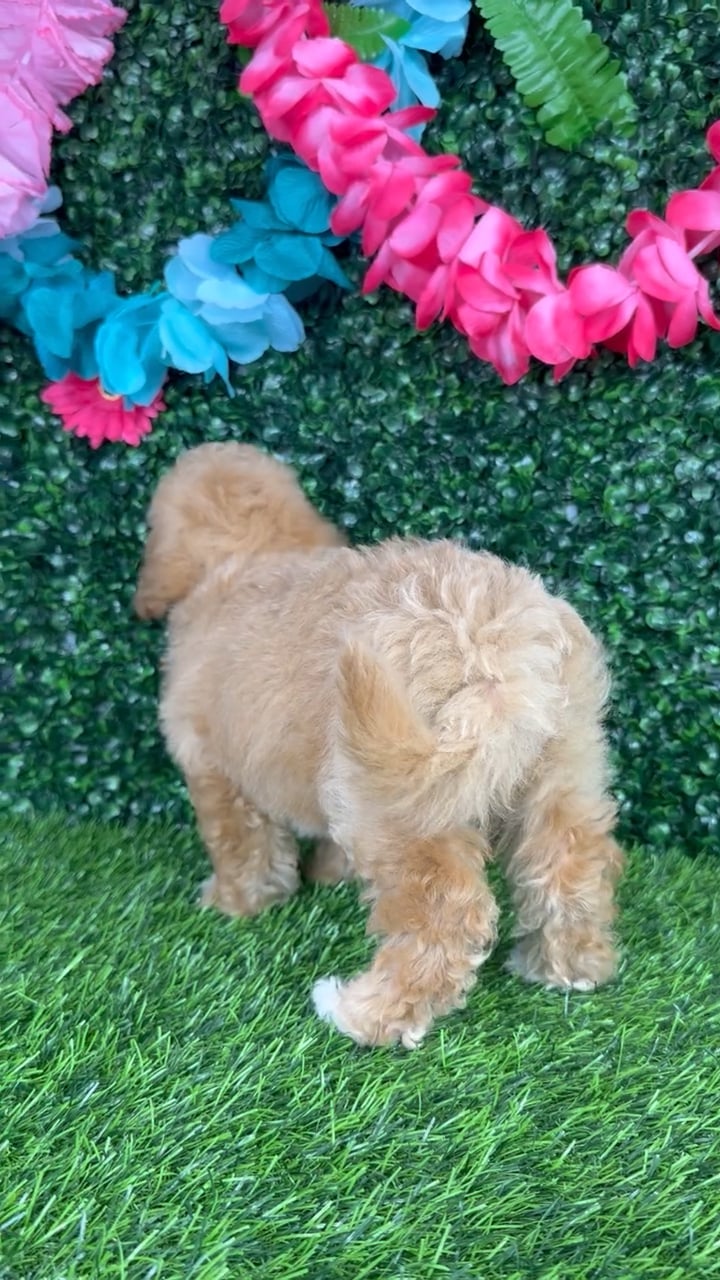 Female Bichon-Poodle puppy named Amaya for sale at Puppy Dreams - Denton. video thumbnail