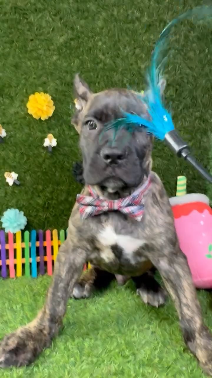 Male Cane Corso puppy named Tank for sale at Puppy Dreams - Carrollton. video thumbnail