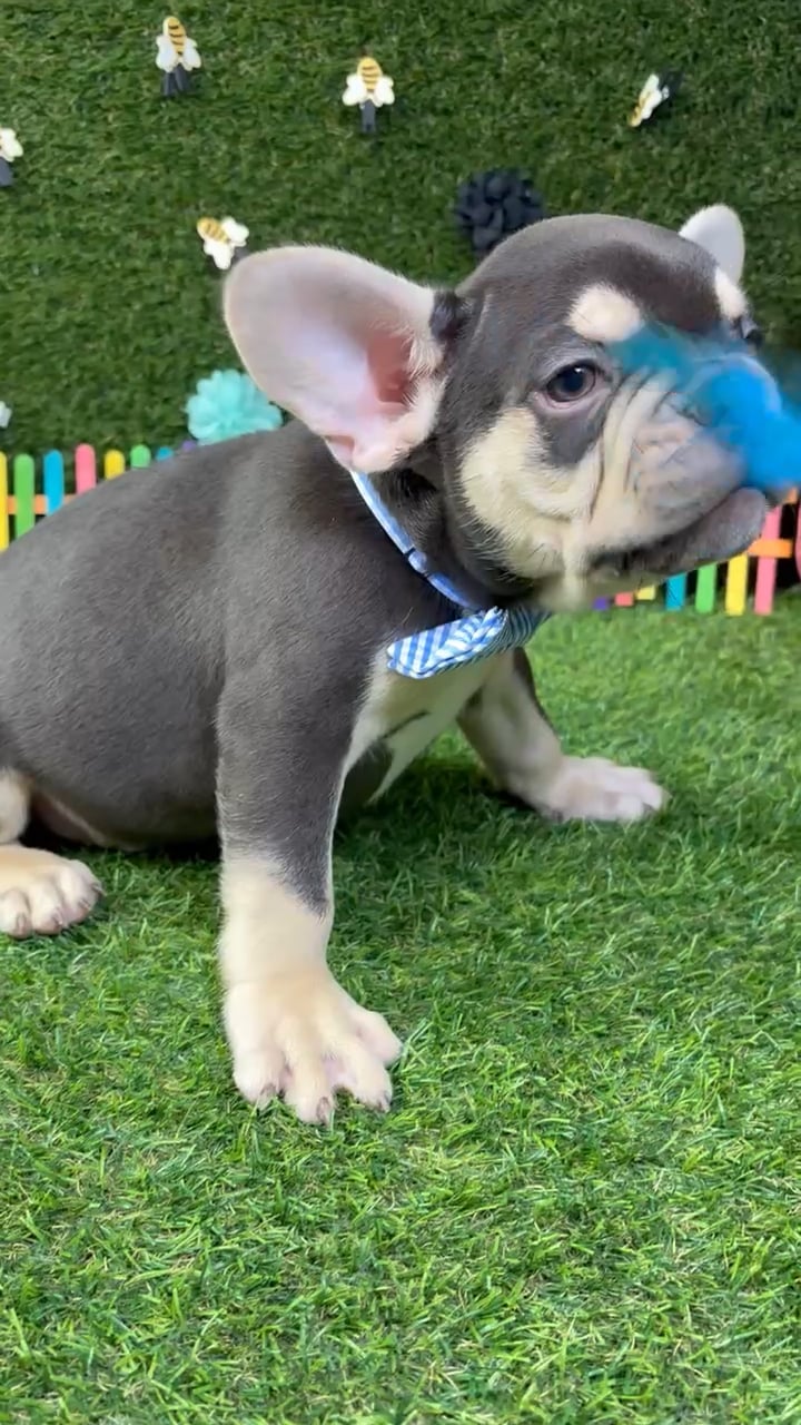Male French Bulldog puppy named Cosmo for sale at Puppy Dreams - Carrollton. video thumbnail