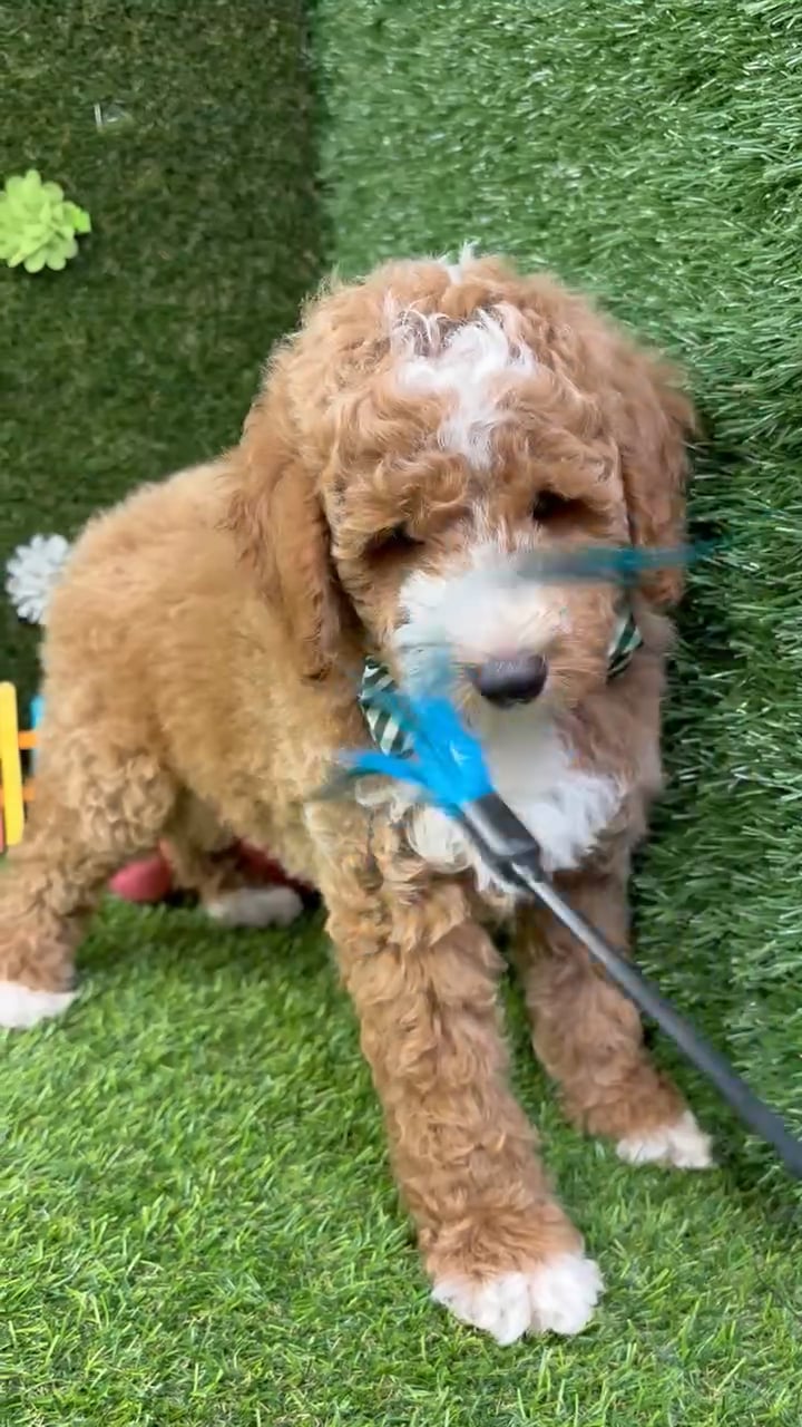 Male Mini Goldendoodle puppy named Charlie for sale at Puppy Dreams - Carrollton. video thumbnail