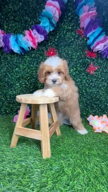 Male Cavapoo puppy named *Birch* for sale at Puppy Dreams - Mansfield. video thumbnail