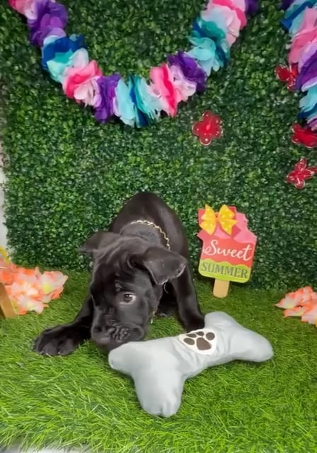 Male Cane Corso puppy named *Barkley* for sale at Puppy Dreams - Mansfield. video thumbnail