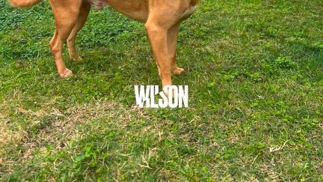 Enlarge Tanner and Wilson - The Inseparable Brothers, a Adoptable mixed breed in Seabrook, NH video 4/6