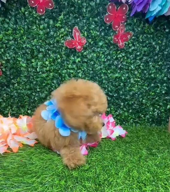 Male Mini Poodle puppy named *Cedar* for sale at Puppy Dreams - Mansfield. video thumbnail