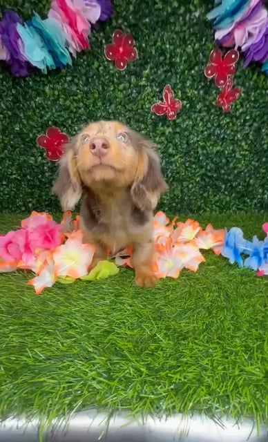 Male Dachshund puppy named *Timber* for sale at Puppy Dreams - Mansfield. video thumbnail