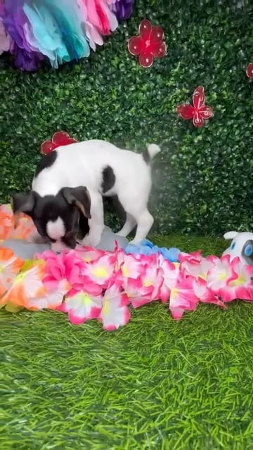 Female Jack Russell Terrier puppy named *Holly* for sale at Puppy Dreams - Mansfield. video thumbnail