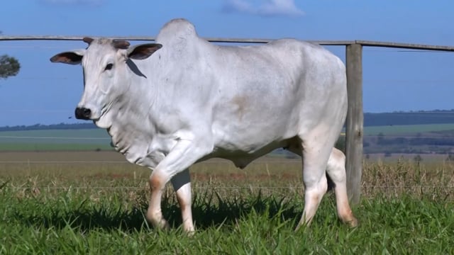 Lote 31