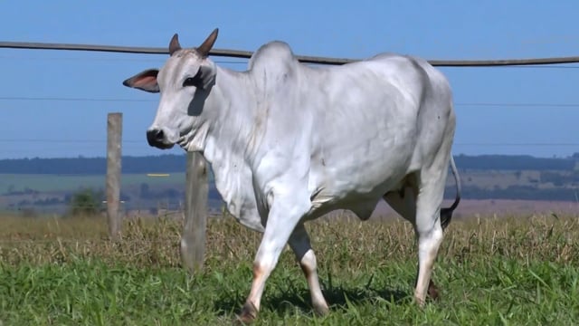 Lote 45