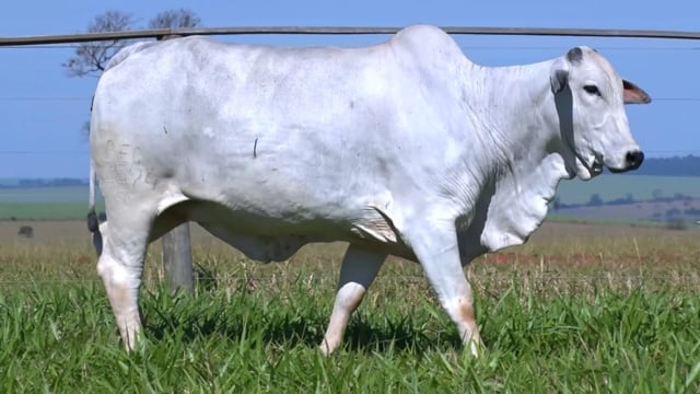 Lote 47