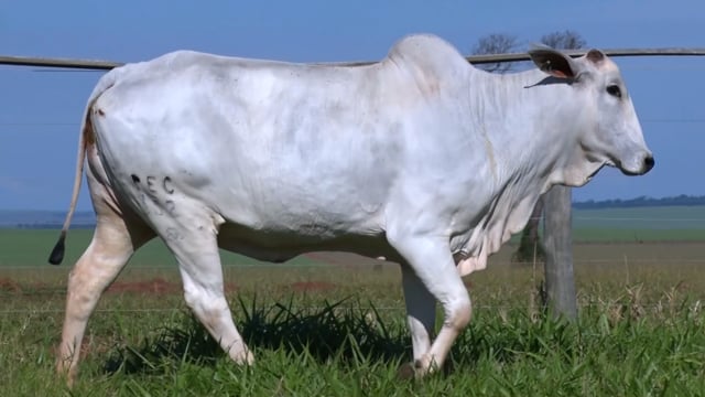 Lote 51
