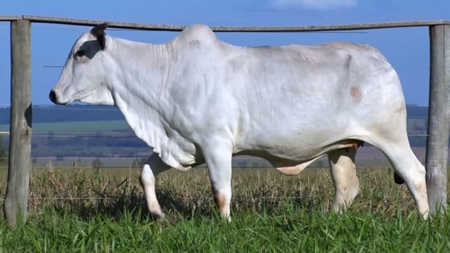 Lote 54