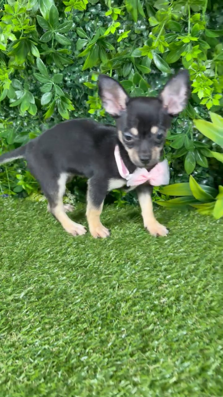 Female Chihuahua puppy named Lilo for sale at Puppy Dreams - Katy. video thumbnail