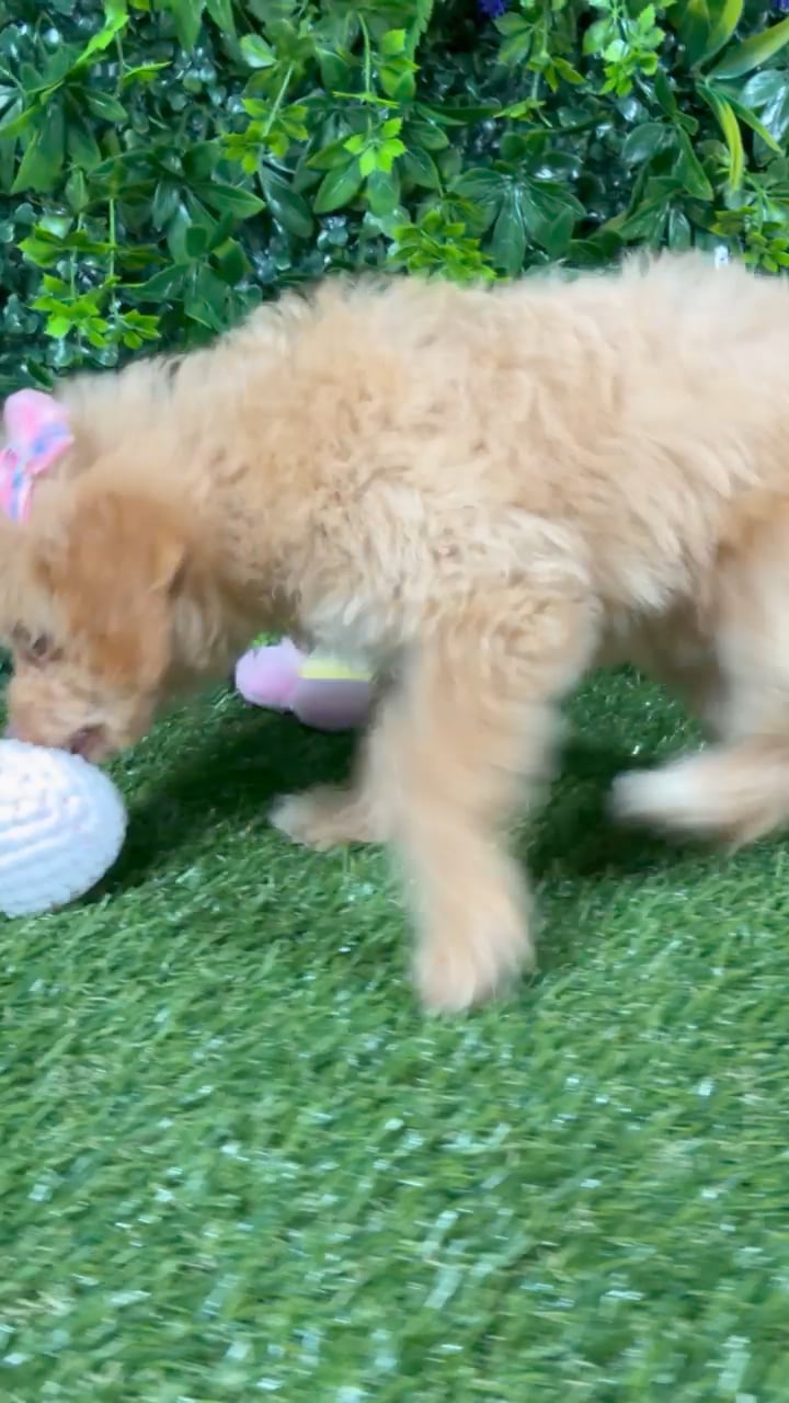 Female Havapoo puppy named Bali for sale at Puppy Dreams - Katy. video thumbnail