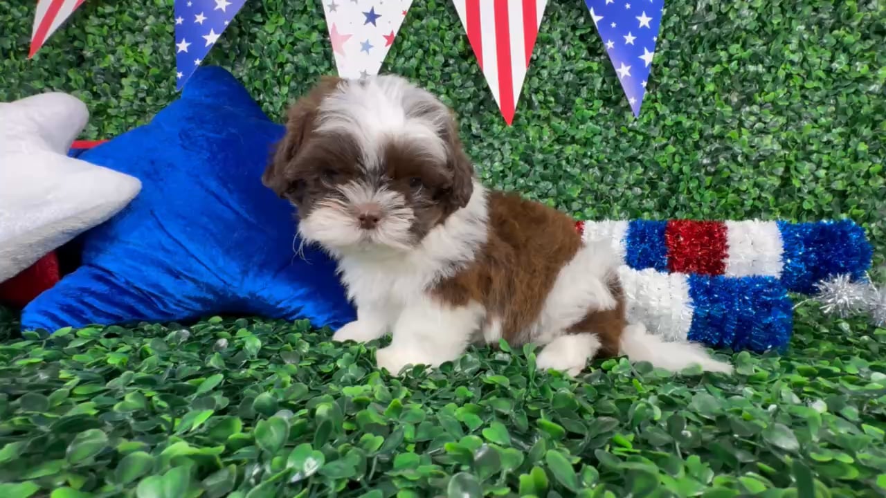 Male Shih Tzu puppy named Shorty for sale at Puppy Dreams - North Richland Hills. video thumbnail