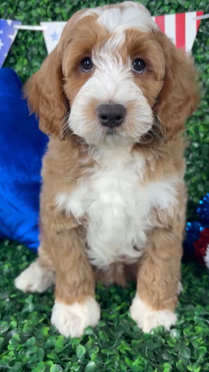 Male Mini Goldendoodle puppy named Mochi for sale at Puppy Dreams - North Richland Hills. video thumbnail