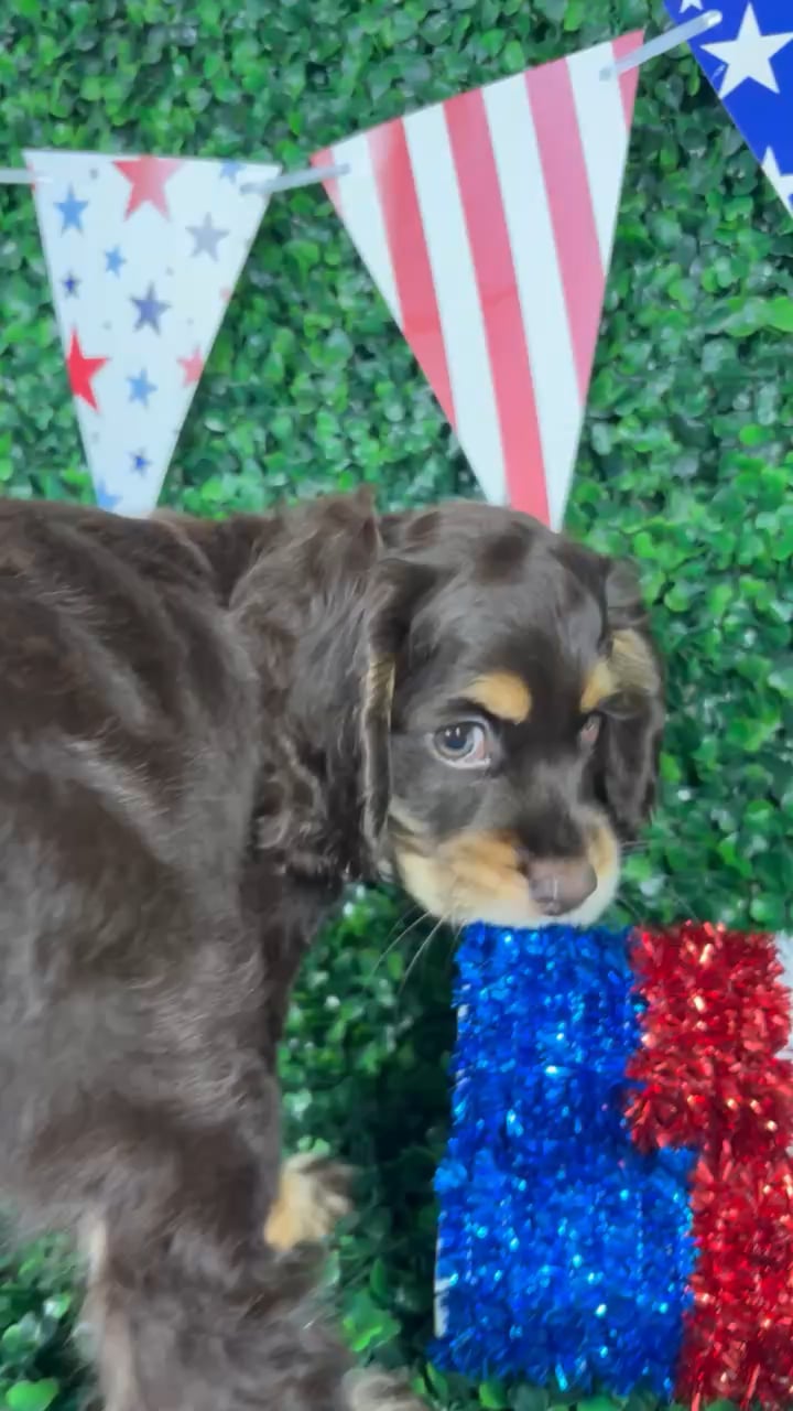 Female Cocker Spaniel puppy named Fetti for sale at Puppy Dreams - North Richland Hills. video thumbnail