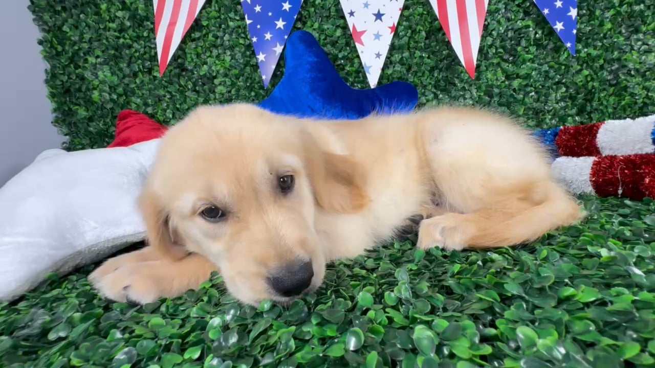 Male Golden Retriever puppy named Echo for sale at Puppy Dreams - North Richland Hills. video thumbnail