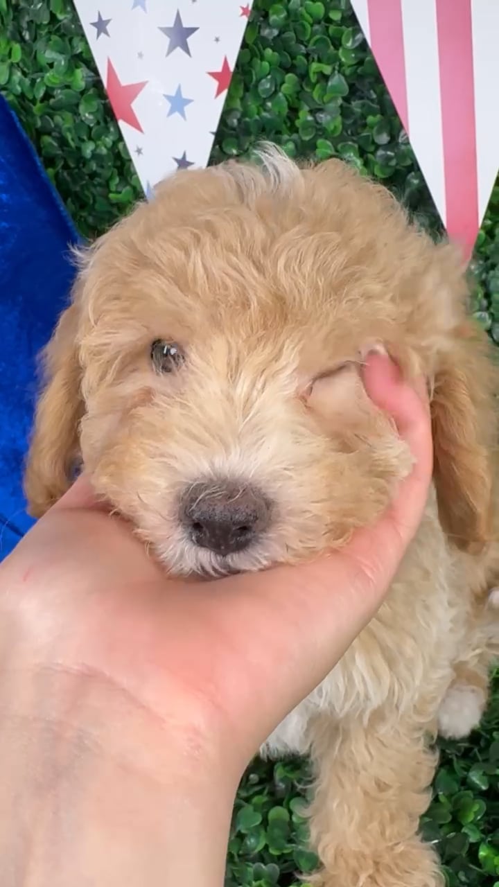 Male Bichon-Poodle puppy named Scooby for sale at Puppy Dreams - North Richland Hills. video thumbnail