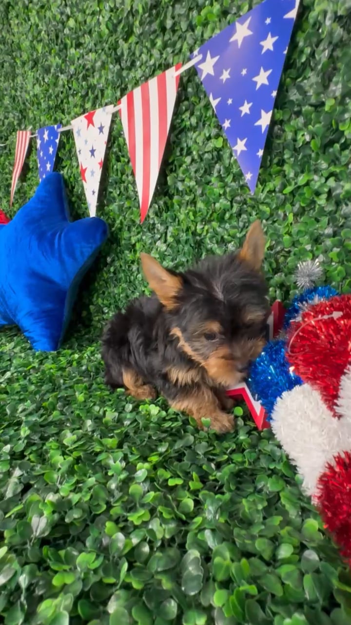 Female Yorkie puppy named Nibbles for sale at Puppy Dreams - North Richland Hills. video thumbnail