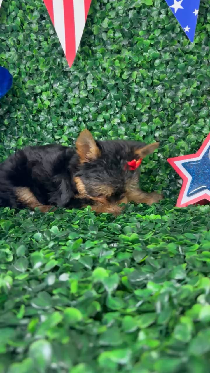 Male Yorkie puppy named Pickles for sale at Puppy Dreams - North Richland Hills. video thumbnail