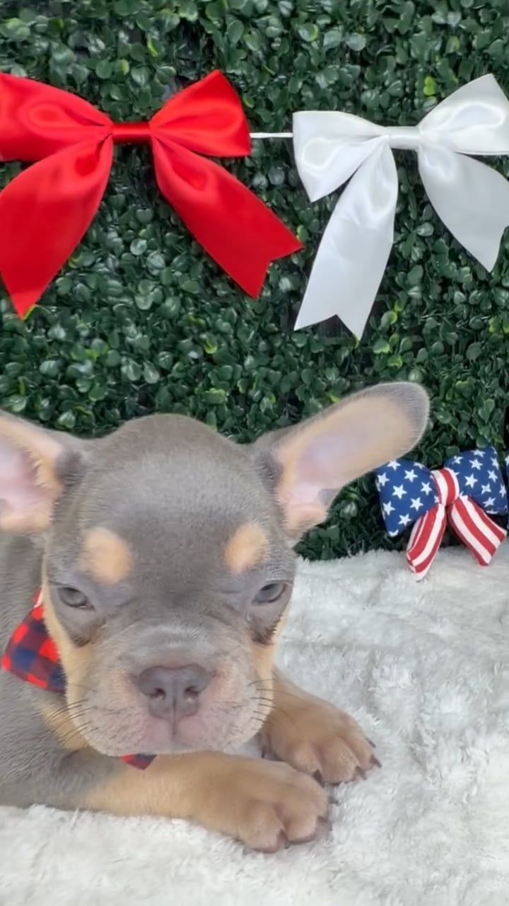 Male French Bulldog puppy named Gantu for sale at Puppy Dreams - Garland. video thumbnail