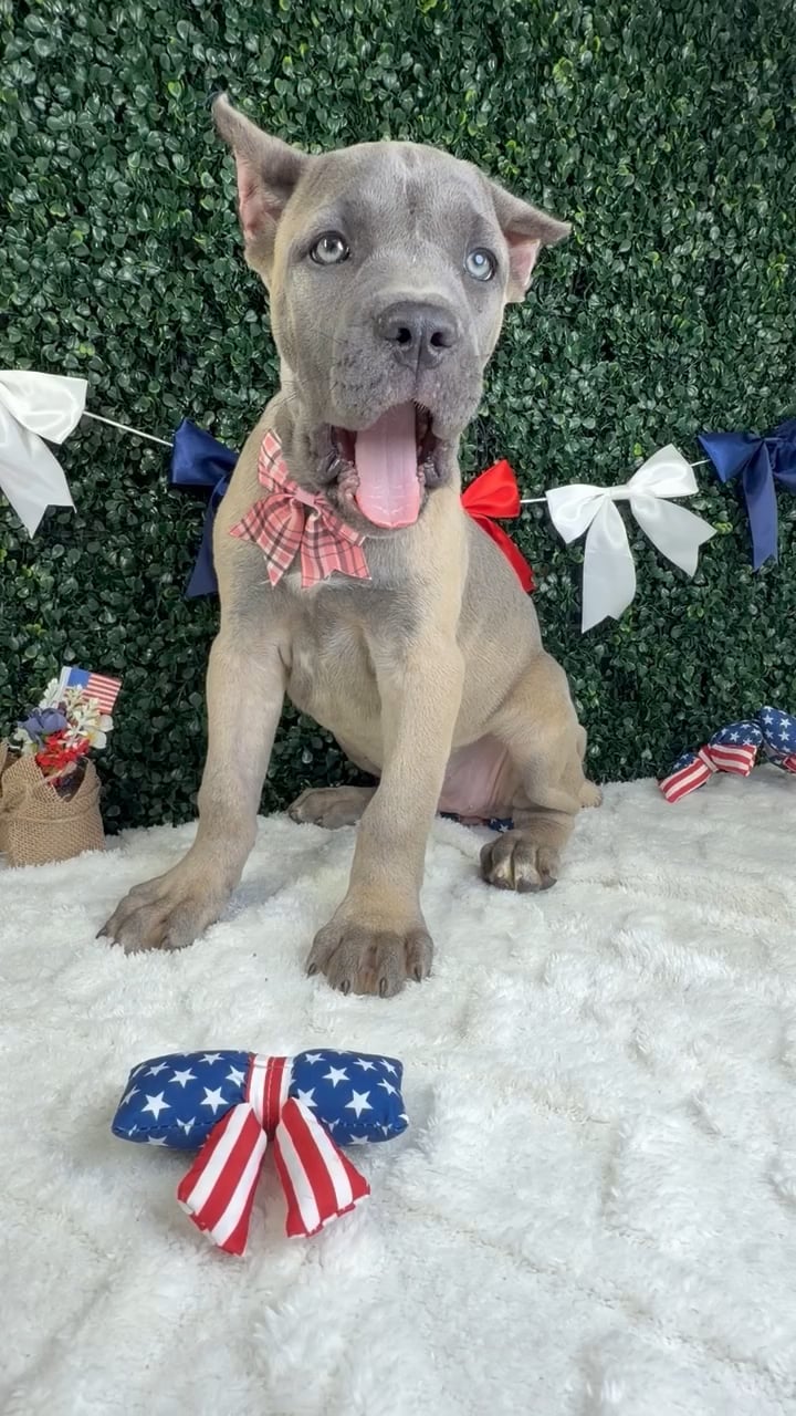 Female Cane Corso puppy named Kaia for sale at Puppy Dreams - Garland. video thumbnail