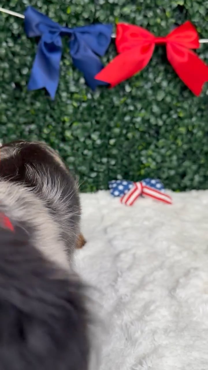 Male Dachshund puppy named Cowboy for sale at Puppy Dreams - Garland. video thumbnail