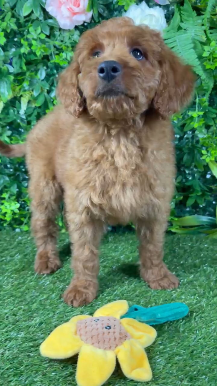 Female Mini Goldendoodle puppy named Malibu for sale at Puppy Dreams - Katy. video thumbnail