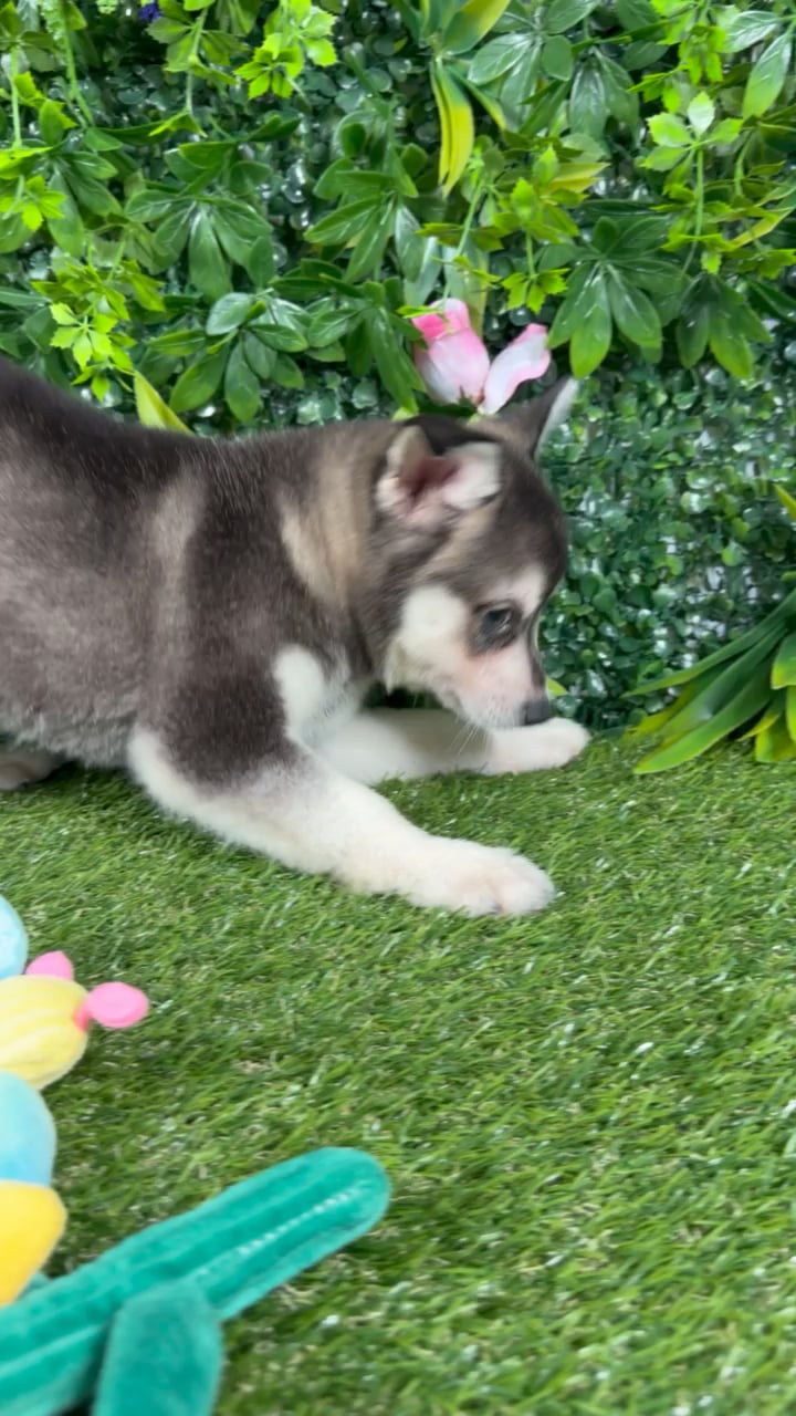 Male Alaskan Klee Kai puppy named Venice for sale at Puppy Dreams - Katy. video thumbnail