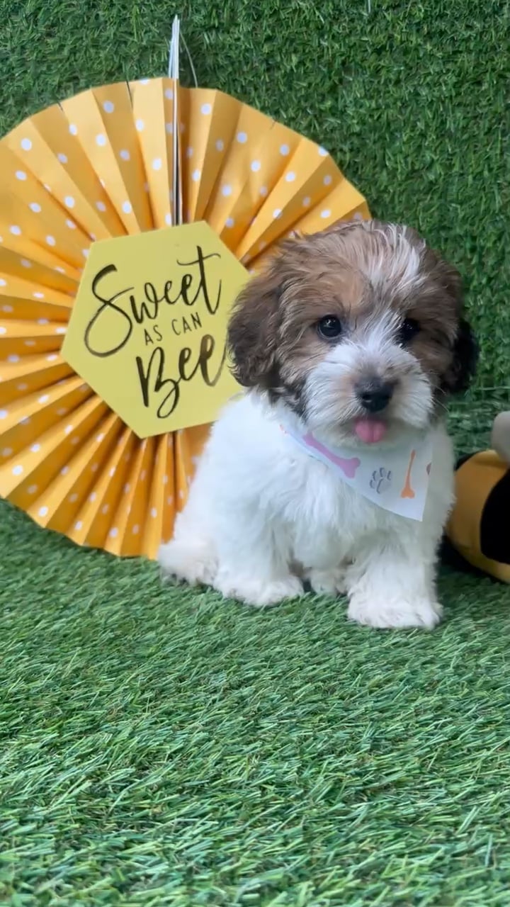 Female Yochon puppy named Bella for sale at Puppy Dreams - Idaho. video thumbnail