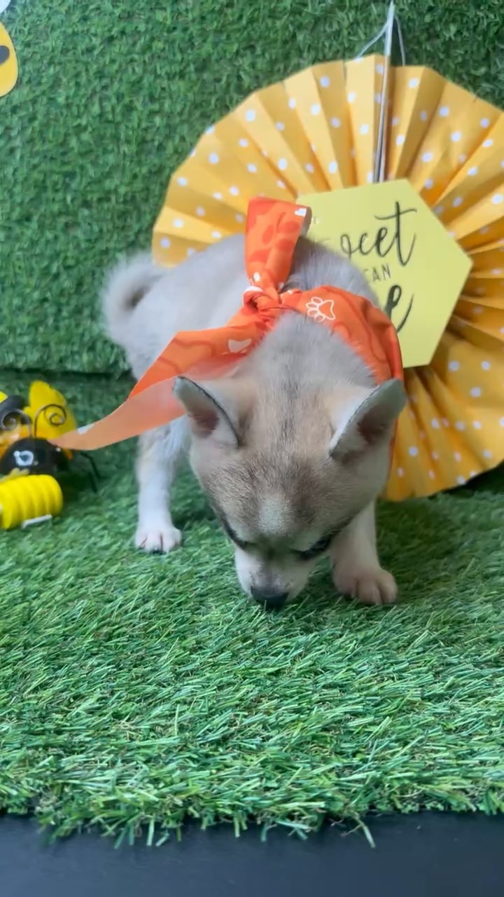 Male Alaskan Klee Kai puppy named Honey Bun for sale at Puppy Dreams - Idaho. video thumbnail