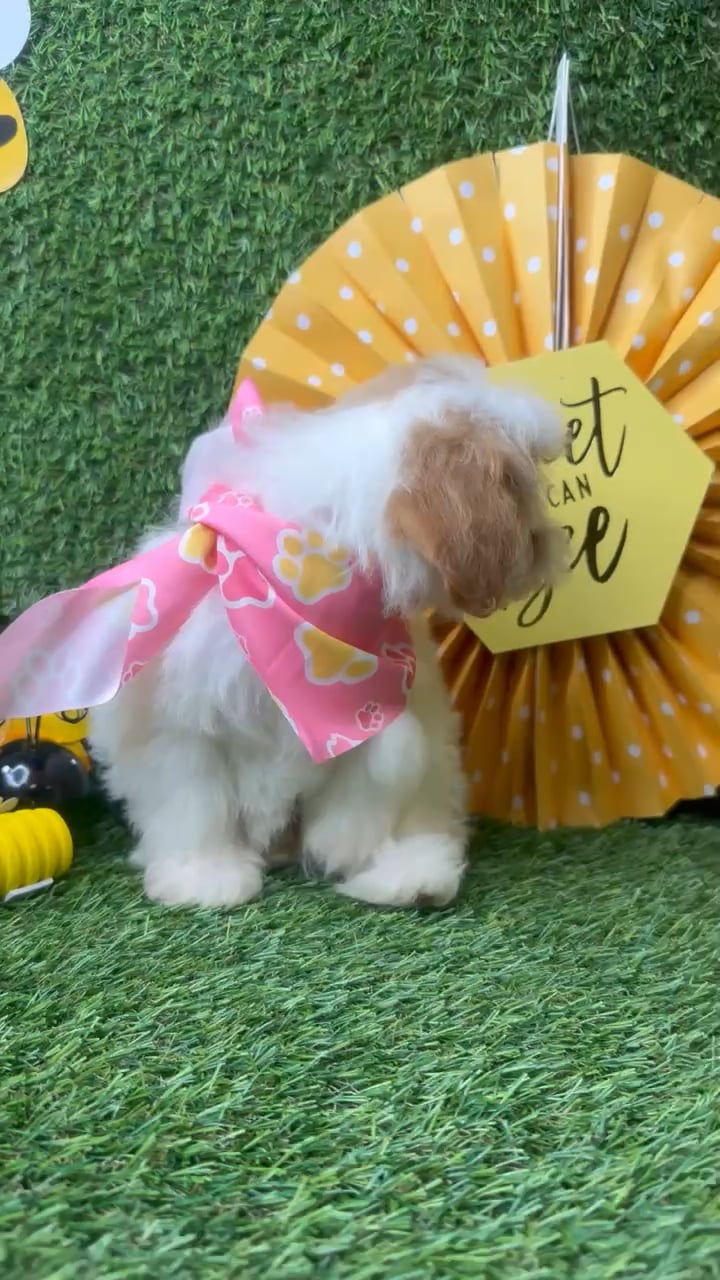 Female Havapoo puppy named Sunday for sale at Puppy Dreams - Idaho. video thumbnail