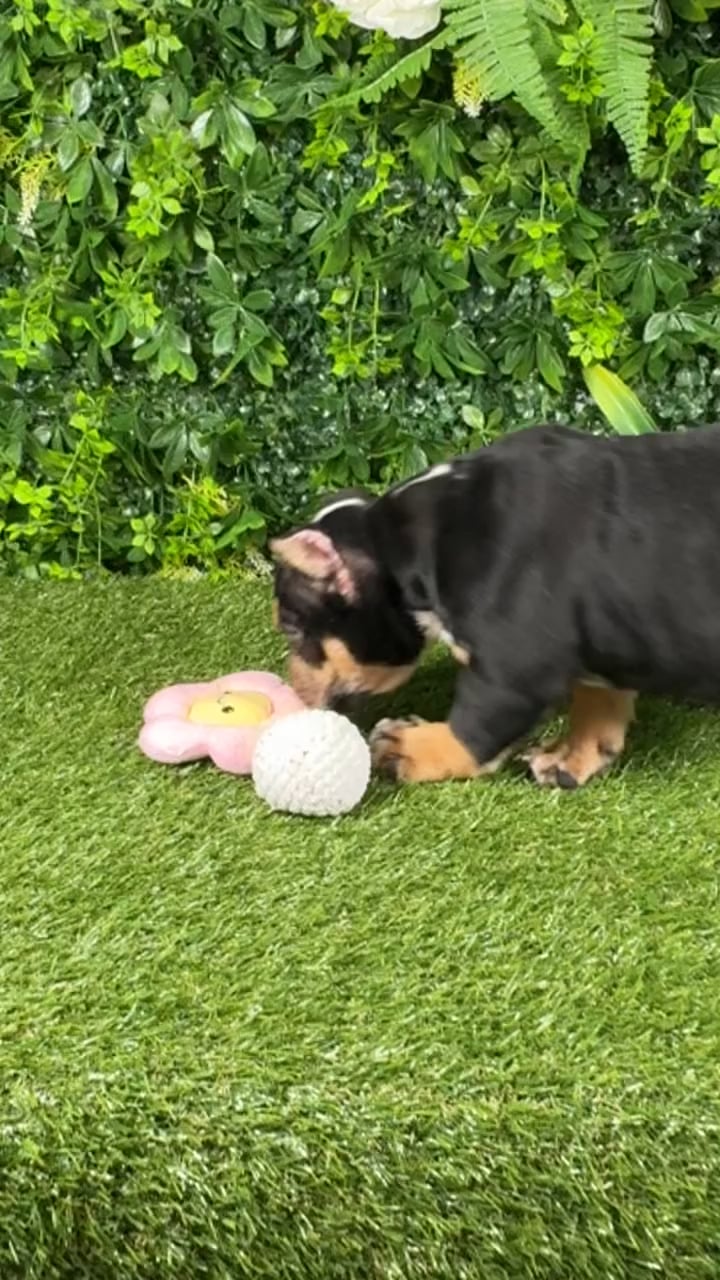 Male American Bully puppy named Rio for sale at Puppy Dreams - Katy. video thumbnail