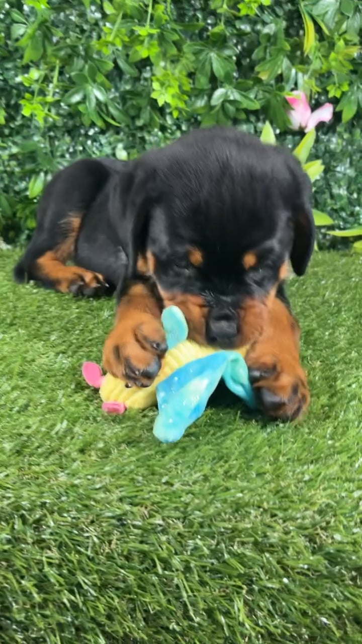 Female Rottweiler puppy named Kona for sale at Puppy Dreams - Katy. video thumbnail